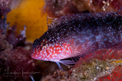 Rosy Blenny - Malacoctenus macropus