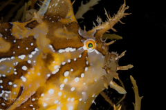 Sargassumfish - Histrio histrio