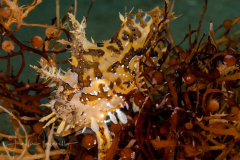 Sargassumfish - Histrio histrio