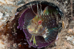 Seaweed Blenny - Parablennius marmoreus