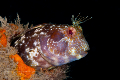 Seaweed Blenny - Parablennius marmoreus