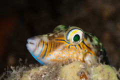 Sharpnose Puffer - Canthigaster rostrata