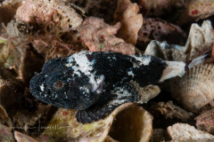 Spotted Scorpionfish - Scorpaena plumieri - Juvenile