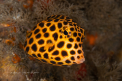 Spotted Trunkfish - Lactophrys bicaudalis
