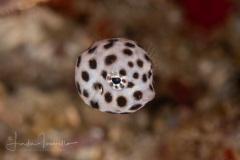 Spotted Trunkfish - Lactophrys bicaudalis