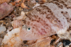 Spottedfin Tonguefish - Symphurus diomedeanus