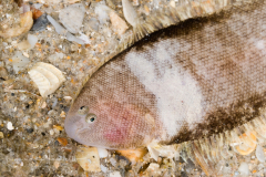 Spottedfin Tonguefish - Symphurus diomedeanus