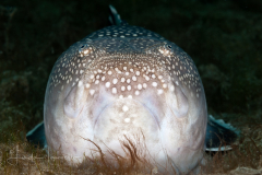 Stargazer