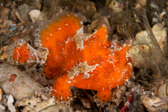 Striated Frogfish - Antennarius scaber