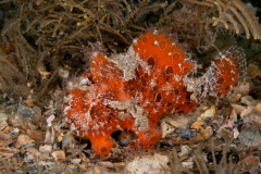 Splitlure Frogfish - Antennarius scaber