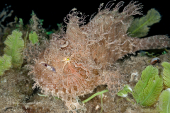 Striated Frogfish - Antennarius scaber