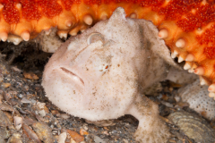 Striated Frogfish - Antennarius scaber