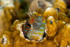 Tesselated Blenny - Hypsoblennius invemar