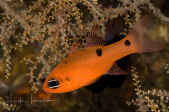 Twospot Cardinalfish - Apogon pseudomaculatus