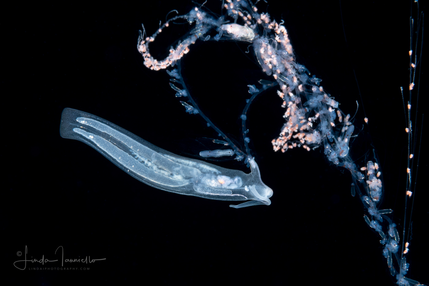 Cephalopyge trematoides - Pelagic Nudibranch - preying on a siphonophore