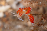 Coryphella verta Coryphella verta