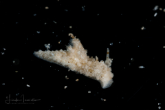Aegires ortizi