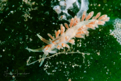Anteaeolidiella indica