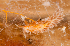 Anteaeolidiella indica
