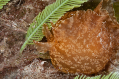 Aplysia brasiliana