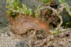 Aplysia brasiliana