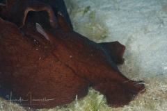 Aplysia morio