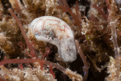 Atys  sp.