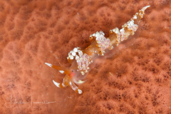 Austraeolis catina
