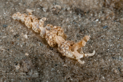 Berghia creutzbergi