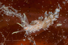 Berghia marcusi
