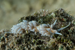 Berghia rissodominguezi