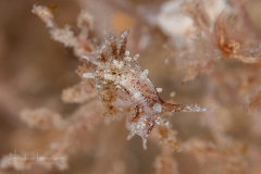 Bermudella cf. zoobotryon