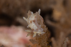 Bermudella evelinae