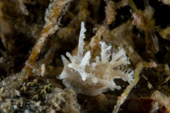 Okenia sp. 1 Nudibranch & Sea Slug Identification