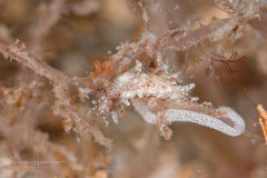 Bermudella cf. zoobotryon