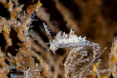Bermudella zoobotryon