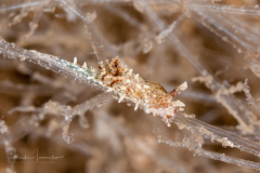 Bermudella cf. zoobotryon