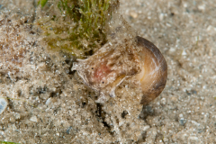 Bulla occidentalis