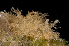 Bursatella leachii