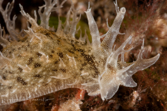 Bursatella leachii