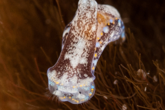 Camachoaglaja berolina