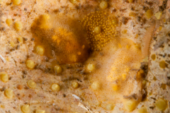 Doriopsilla sp. 4 Nudibranch & Sea Slug Identification? Two with eggs