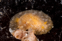 Doriopsilla sp. 4  Nudibranch & Sea Slug Identification