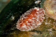 Carminodoris hansrosaorum