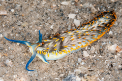 Cerberilla potiguara