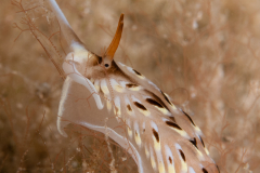 Cerberilla tanna