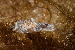 Camachoaglaja berolina