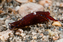 Chelidonura cubana