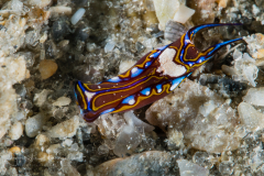 Chelidonura hirundinina