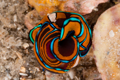 Chelidonura hirundinina